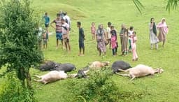 জুড়ীতে বজ্রপাতে ১৪ গবাদিপশুর মৃত্যু, নিঃস্ব ছয় চা শ্রমিক পরিবার