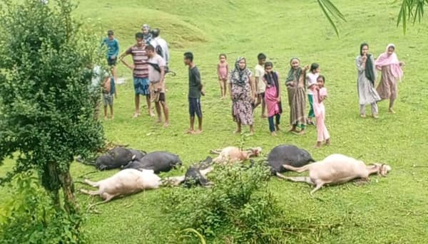 জুড়ীতে বজ্রপাতে ১৪ গবাদিপশুর মৃত্যু, নিঃস্ব ছয় চা শ্রমিক পরিবার