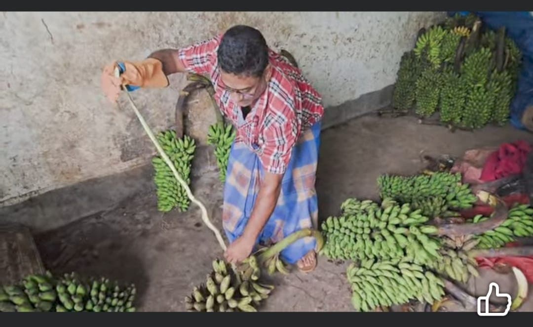 শ্রীমঙ্গলে নতুন বাজারে সবুজ ফণিমনসা সাপের হঠাৎ আগমন, উদ্বারে আতঙ্ক কমেছে