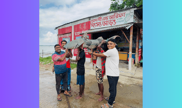 পদ্মায় ধরা পড়লো ৫০ কেজির বাঘাইড়, বিক্রি ৮০ হাজারে