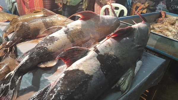 মৌলভীবাজারে জমে ওঠেছে ঐতিহ্যবাহী মাছের মেলা, আগামীকাল শেষ দিন