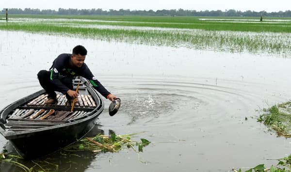 পাহাড়ি ঢল ও বর্ষণে আত্রাইয়ে ফসল বিপর্যয়