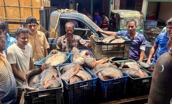 মৌলভীবাজারে নিষিদ্ধ পিরানহা জব্দ, এক বছরের সাজা