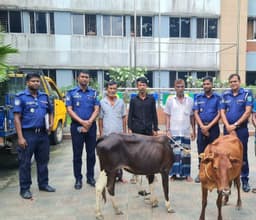 বড়লেখায় চুরি হওয়া দুটি গরু উদ্ধার, তিন চোর গ্রেফতার
