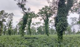 মৌলভীবাজারে চা-বাগানে নতুন সম্ভাবনা: গোলমরিচ চাষে আগ্রহ বাড়ছে