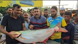 পদ্মার বিলুপ্ত ঢাই মাছ লক্ষাধিক টাকায় বিক্রি