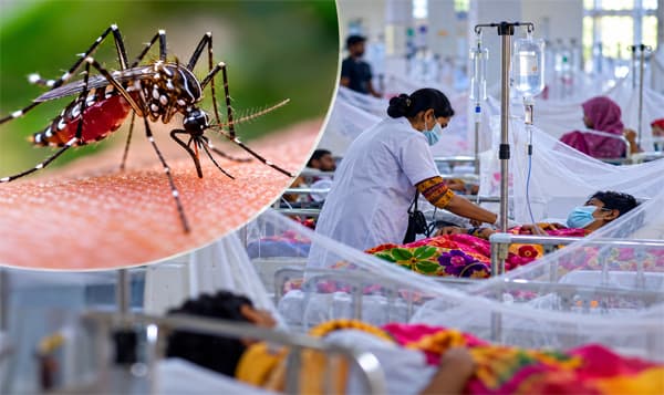 সেপ্টেম্বরে ডেঙ্গুর ভয়াবহ ছোবল, প্রাণ গেল ১১৪ জনের