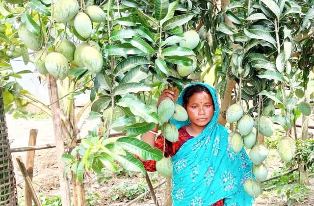 পাঁচবিবিতে আশ্রয়ণ প্রকল্পের ফাঁকা জমিতে ফল ও সবজির চাষে জীবন সংগ্রাম এক দম্পতির