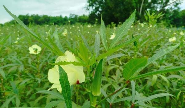 ঢেঁড়শেই ভাগ্যবদল, শ্রীমঙ্গলে কৃষকের সাফল্য