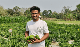 হাকিমপুরে প্রথমবার ক্যাপসিকাম চাষে সফল, দামে হতাশ কৃষকরা