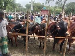 সরাইলে কুরবানির ঈদে ২২ হাজার ৬৭৩ পশু প্রস্তুত