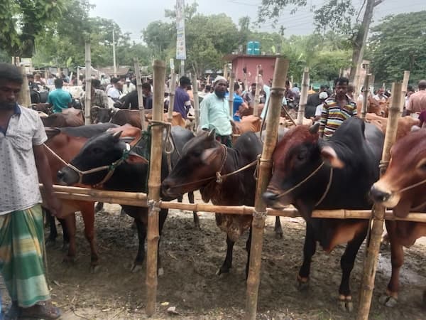 সরাইলে কুরবানির ঈদে ২২ হাজার ৬৭৩ পশু প্রস্তুত