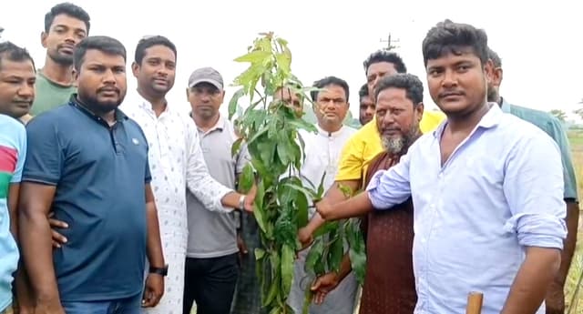 হিলিতে স্বেচ্ছাসেবক দলের বৃক্ষরোপণে সবুজ উদ্যোগ