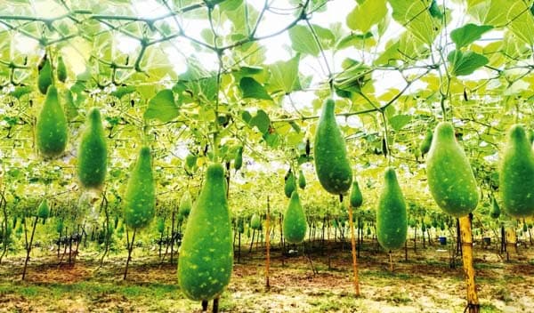 মৌলভীবাজারে হাইব্রিড লাউ চাষে কৃষকের মুখে হাসি