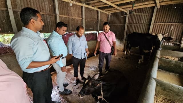 গোয়ালন্দে লাম্পি স্কিন রোগে আতঙ্ক, ছোট বাছুরেই প্রভাব বেশি