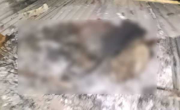 জামায়াত নেতার খামারে দুর্বৃত্তদের আগুন, পুড়ে মরলো গবাদি পশু