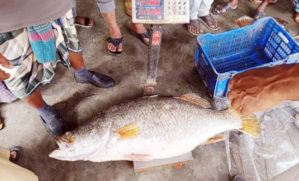 কুয়াকাটা ২৩ কেজির কোরাল মাছ ৩০ হাজার টাকায় বিক্রি, আত্মহারা জেলে
