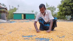 ভূঞাপুরে রেকর্ড ২৮ হাজার মেট্রিক টন ভুট্টা উৎপাদনের আশা