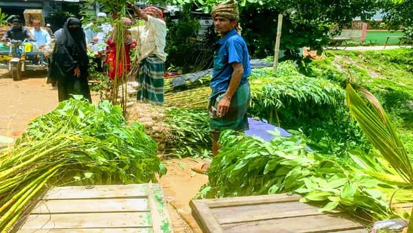 গোপালপুরে পরিবেশ ধ্বংসের দায় কার—চারা বিক্রি কে ঠেকাবে?