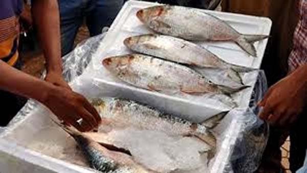 ভারতে ইলিশ রপ্তানিতে শর্তসহ অনুমতি দিয়েছে মন্ত্রণালয়