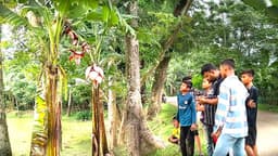 ঝালকাঠিতে এক ছড়ায় ১২ মোচার কলাগাছ, দেখতে মানুষের ঢল