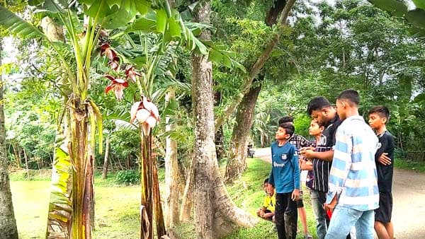 ঝালকাঠিতে এক ছড়ায় ১২ মোচার কলাগাছ, দেখতে মানুষের ঢল