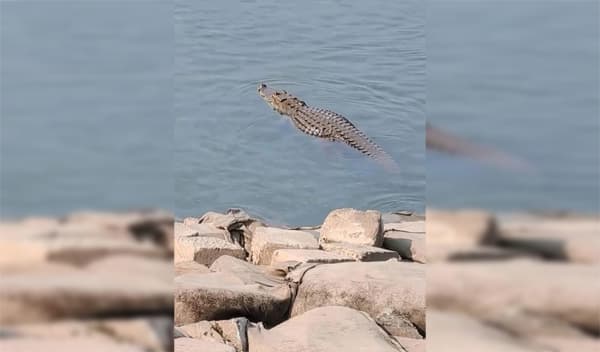 পদ্মা নদীতে কুমিরের উপস্থিতি, আতঙ্কে তীরবর্তী মানুষ 