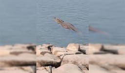 পদ্মা নদীতে কুমিরের উপস্থিতি, আতঙ্কে তীরবর্তী মানুষ 