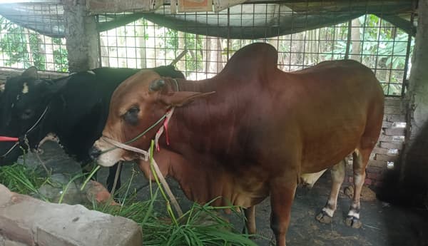 বরিশালে ১ টনের ‘লাল মিয়া’ ঘিরে কুরবানির হাটে নতুন আকর্ষণ