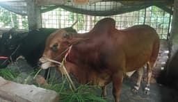 বরিশালে ১ টনের ‘লাল মিয়া’ ঘিরে কুরবানির হাটে নতুন আকর্ষণ