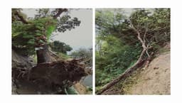 মৌলভীবাজারে ঝড়ের তাণ্ডবে ভেঙেছে খুঁটি, ছিঁড়েছে শতাধিক বিদ্যুৎ লাইন