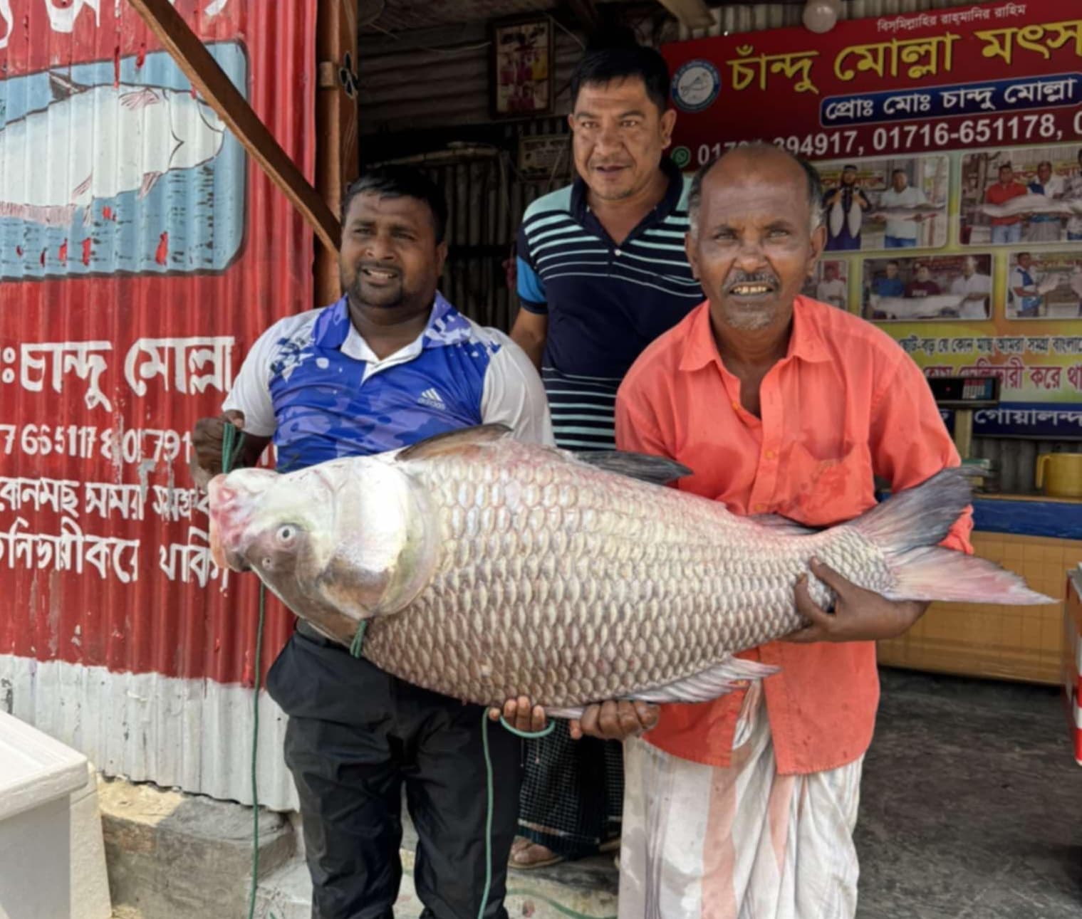 পদ্মায় ধরা পড়া ২৮ কেজি কাতল মাছ বিক্রি হলো ৫০ হাজার টাকায়