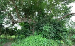 দেবীদ্বারে কালের সাক্ষী আড়াইশো বছরের বটগাছ, নেই পুটিয়ার মেলা !