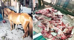 গোপালপুরে গভীর রাতে ঘোড়া জবাই, আটক ৪ জন