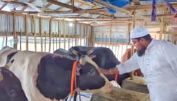 কোরবানির তিন ষাড় কিনলেই ওমরাহ ফ্রি