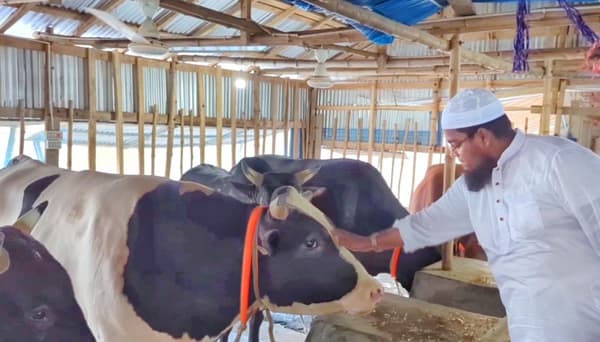 কোরবানির তিন ষাড় কিনলেই ওমরাহ ফ্রি
