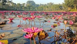 মৌলভীবাজারে লাল শাপলা যেন প্রকৃতির বুকে আঁকা এক নকশিকাঁথা