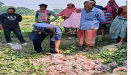 বদলগাছীতে ব্রিজের নিচে রহস্যময় মাংস প্যাকেট উদ্ধার
