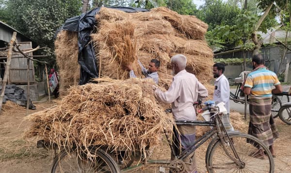 গোপালপুরে ধানের চেয়ে খড় দামি, কৃষকের চিন্তার ভাঁজ