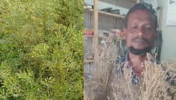 অনলাইনের বীজে জিরা চাষে সাফল্য, বদলাচ্ছে সীমান্তের কৃষি 