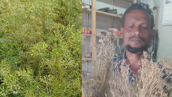 অনলাইনের বীজে জিরা চাষে সাফল্য, বদলাচ্ছে সীমান্তের কৃষি 