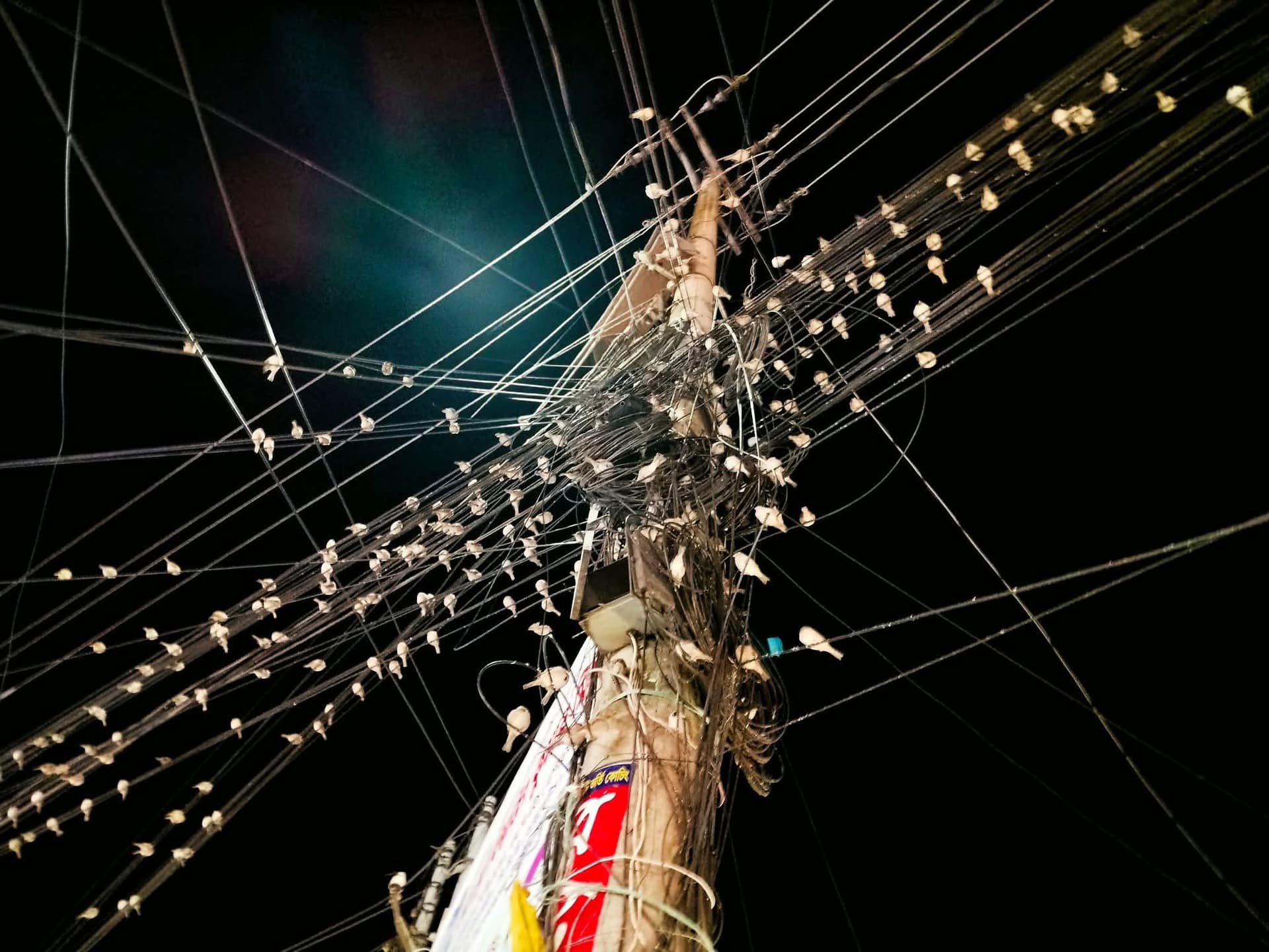 চড়ুই পাখির নতুন শহুরে অভয়াশ্রম