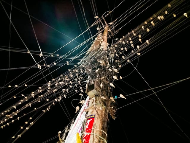 চড়ুই পাখির নতুন শহুরে অভয়াশ্রম