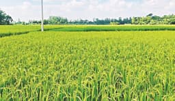 তালায় আমন আবাদে লক্ষ্যমাত্রা ছাড়িয়ে কৃষির সাফল্য
