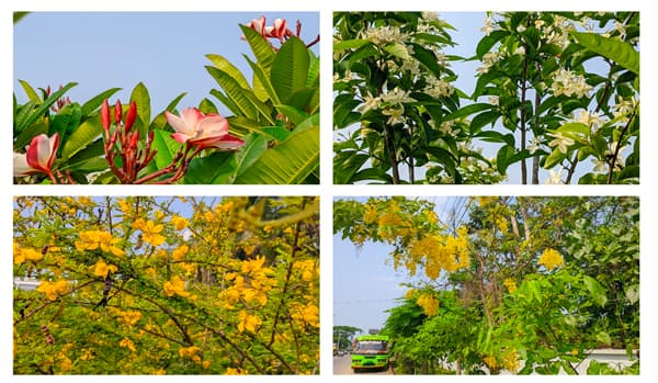 প্রাণপ্রাচুর্য আর অপরূপ বর্ণালিতে মৌলভীবাজারকে রাঙিয়ে দিয়েছে প্রকৃতি