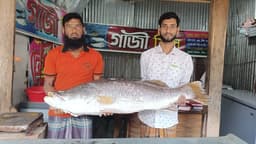 কুয়াকাটায় বিশাল কোরাল মাছে বাজারে হইচই, ৩৬ হাজারে বিক্রি