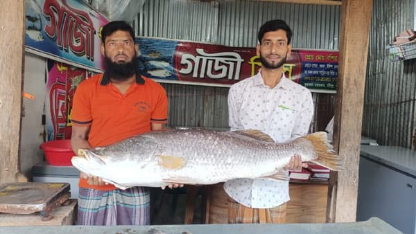 কুয়াকাটায় বিশাল কোরাল মাছে বাজারে হইচই, ৩৬ হাজারে বিক্রি