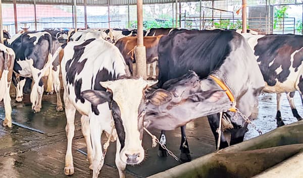 মৌলভীবাজারে ব্যস্ত সময় কাটছে খামারিদের, প্রস্তুত ৭৪ সহস্রাধিক পশু