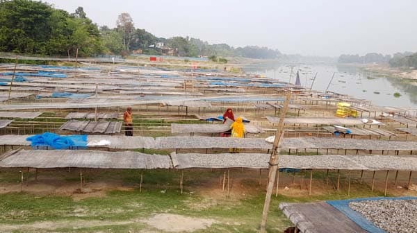 শুঁটকির গ্রাম আত্রাই: মাছের অভাবে উৎপাদনে ভাটা