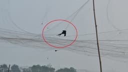 গোয়ালন্দে ফসল রক্ষার নামে পাখি নিধন বাড়ছে! হুমকিতে জীববৈচিত্র্য 